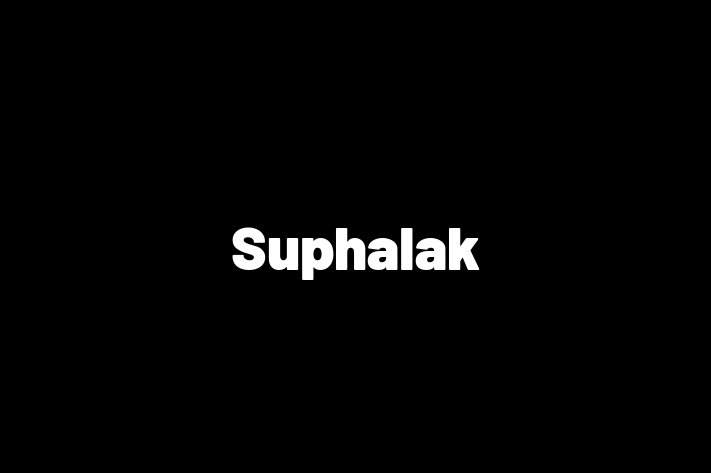 Find Your New Suphalak Cat in Surbiton