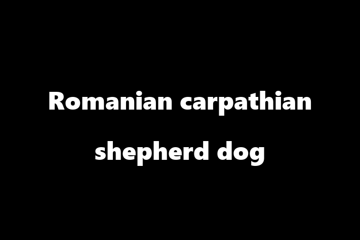 Adopt a Dog Romanian carpathian shepherd dog Available in Hove