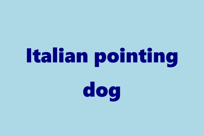 Adopt a Beautiful Italian pointing dog Dog in Fleet