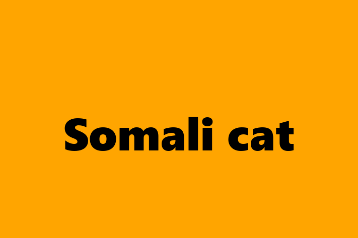 Find Your New Somali cat Cat in Washington