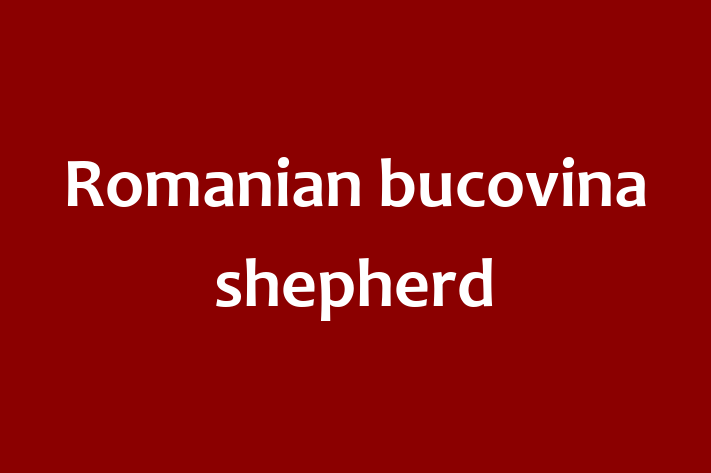 Adopt a Dog Romanian bucovina shepherd Available in Surbiton