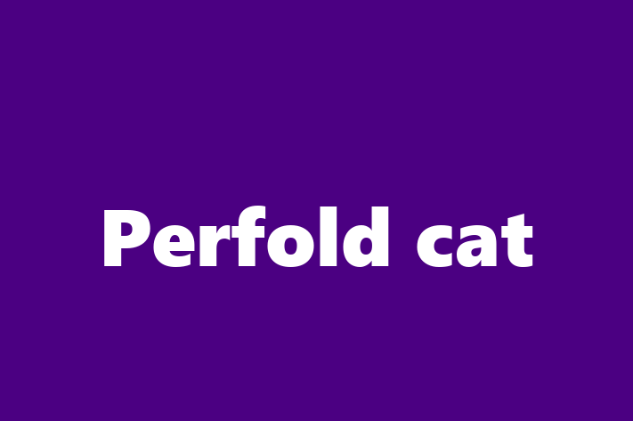 Perfold cat Cat PuppiesKittens for Sale in Hornchurch