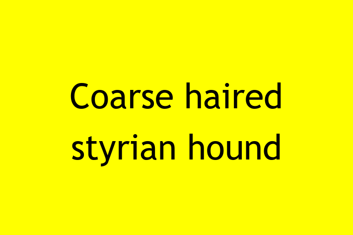 Coarse haired styrian hound for Sale in Coalville