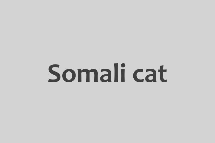 Adopt a Cat Today Somali cat in Darlington