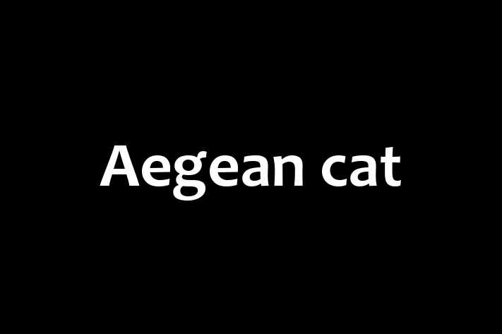 Aegean cat Cat for Sale in Bristol