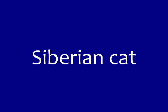 Adopt a Cat Today Siberian cat in High Wycombe