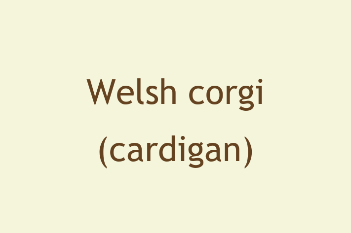 Adopt a Friendly Welsh corgi cardigan Dog in Wycombe