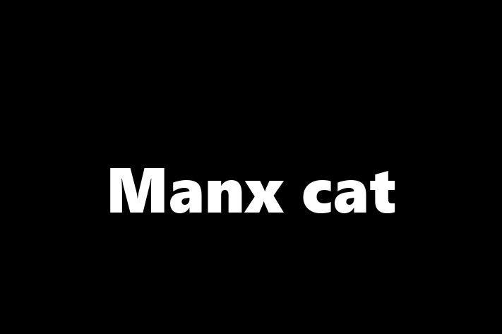 Manx cat for Sale in Belfast