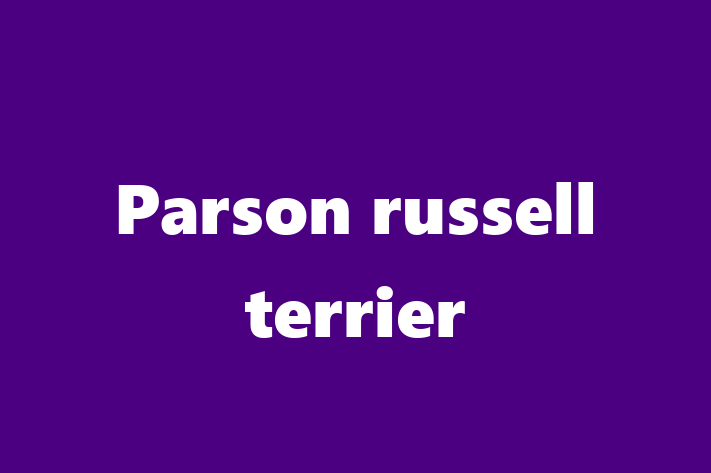 Charming Parson russell terrier Dog for Sale in Didcot