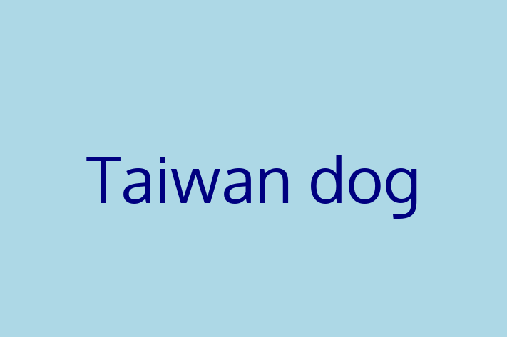 Adopt a Dog Today Taiwan dog in Chelmsford