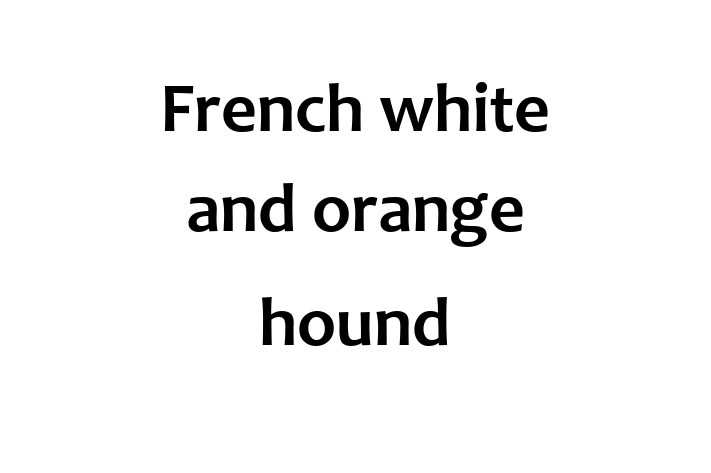 French white and orange hound Dog Available Now in Leamington Spa