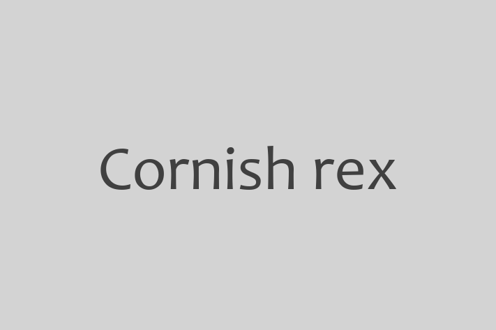 Cornish rex for Sale in Burnley