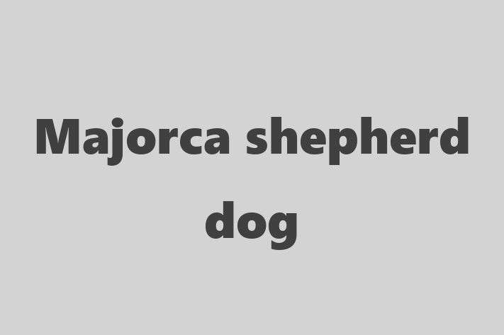 Adopt a Majorca shepherd dog Dog in Small Heath