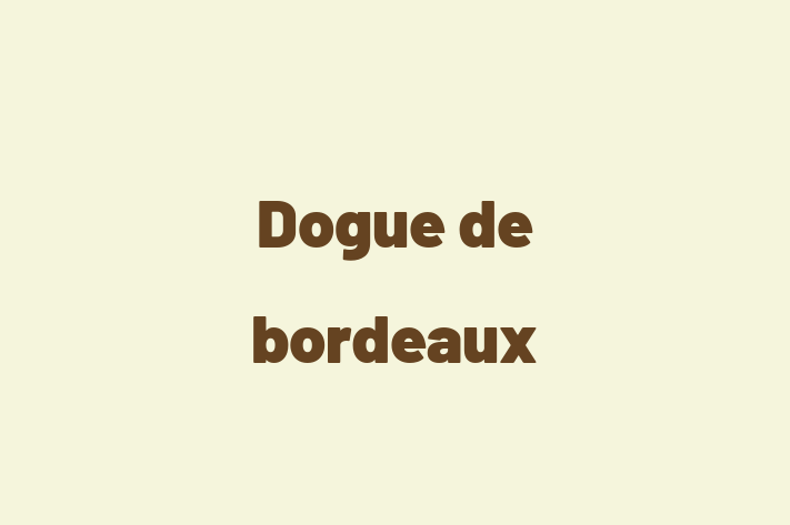 Dog Dogue de bordeaux for Sale in Bristol