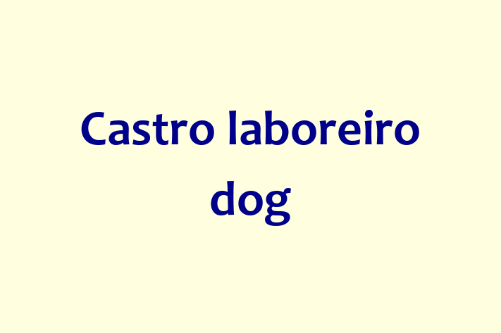 Castro laboreiro dog Dog for Sale in Poole