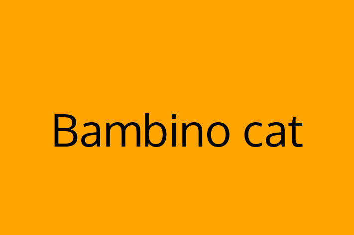 Adopt a Beautiful Bambino cat Cat in Ruislip