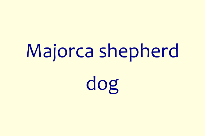 Majorca shepherd dog Dog for Sale in Cardiff