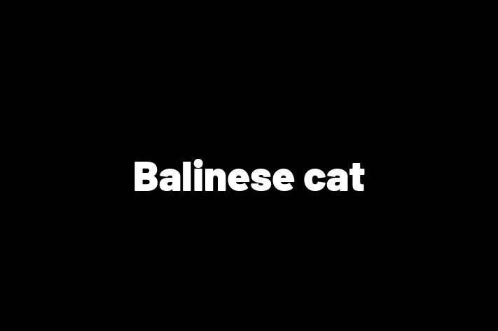 Balinese cat Cat for Sale in Carshalton