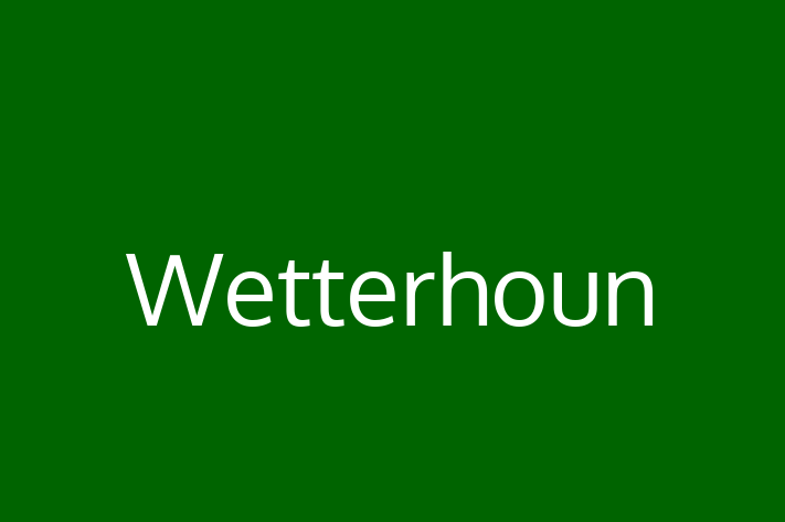 Dog Wetterhoun for Sale in Thornton Heath