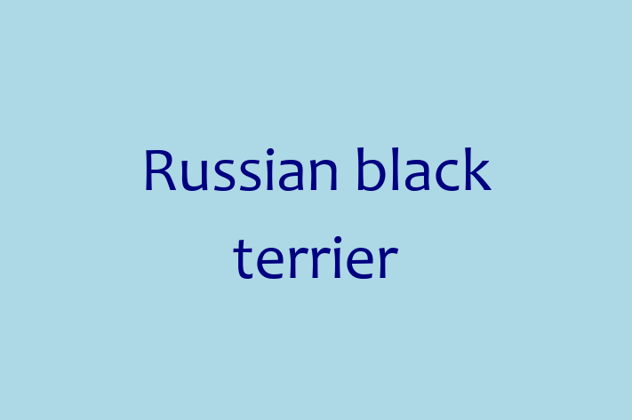 Adopt a Friendly Russian black terrier Dog in Sudbury