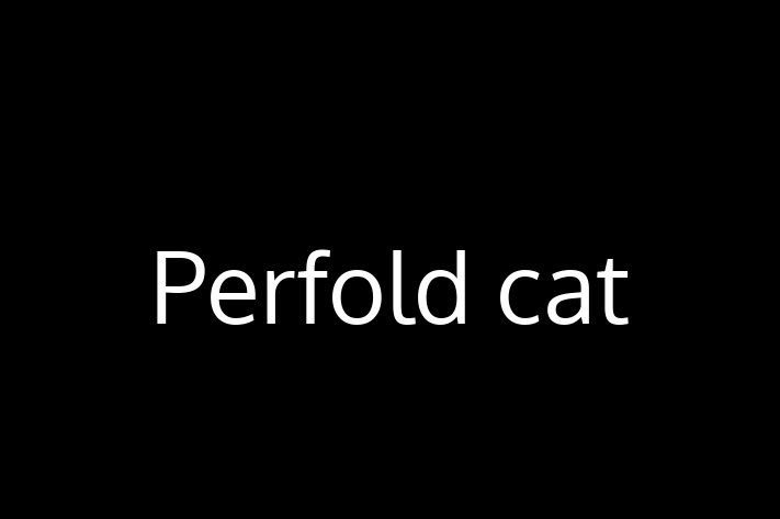 Cat Perfold cat for Sale in Fenny Stratford