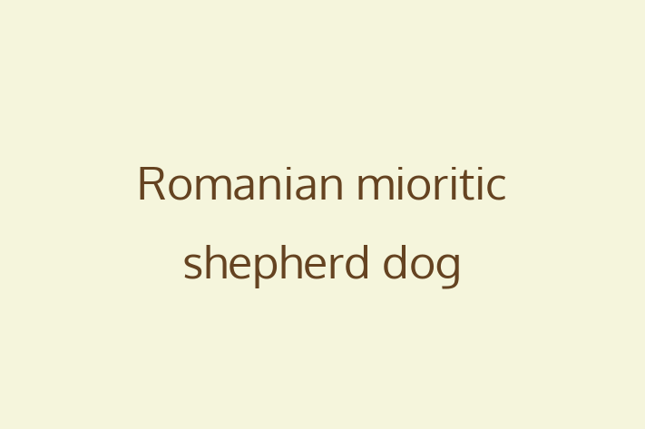 Dog Romanian mioritic shepherd dog for Sale in North Shields