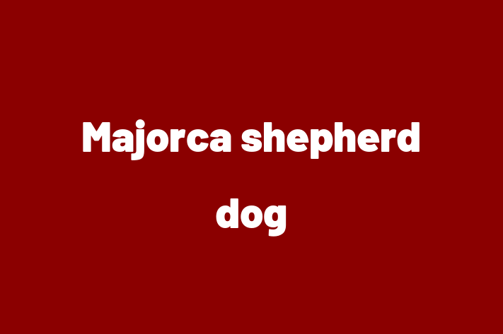 Adopt a Dog Today Majorca shepherd dog in City of London