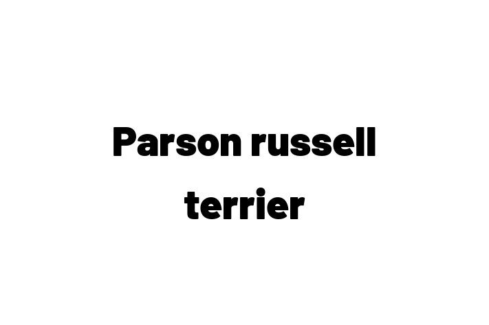 Parson russell terrier Dog for Sale in Royal Tunbridge Wells