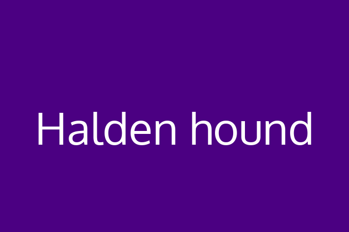 Halden hound Dog for Adoption in Manchester