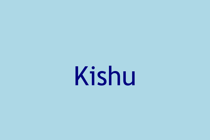 Kishu Dog for Sale in South Shields