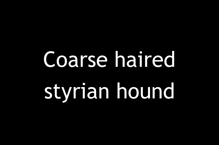 Adopt a Beautiful Coarse haired styrian hound Dog in Carrickfergus