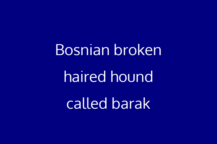 Bosnian broken haired hound called barak Dog for Adoption in Sutton in Ashfield