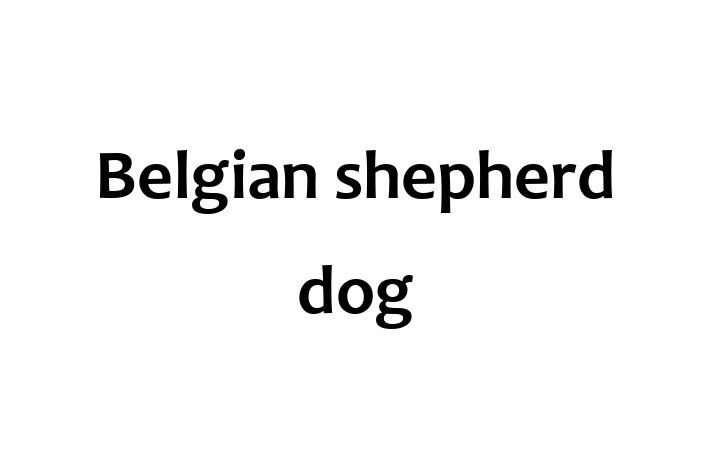 Belgian shepherd dog Dog in Hull