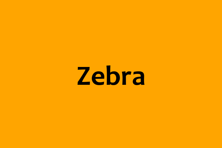 Zebra