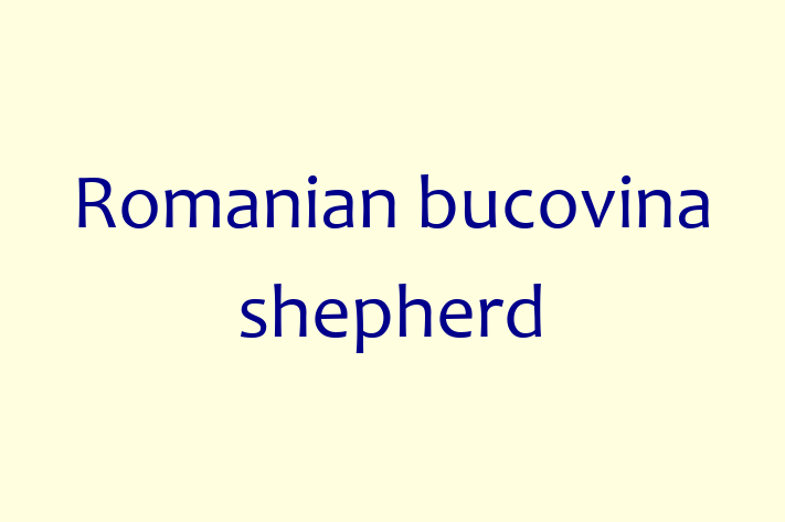 Adopt a Romanian bucovina shepherd Dog in Wyre