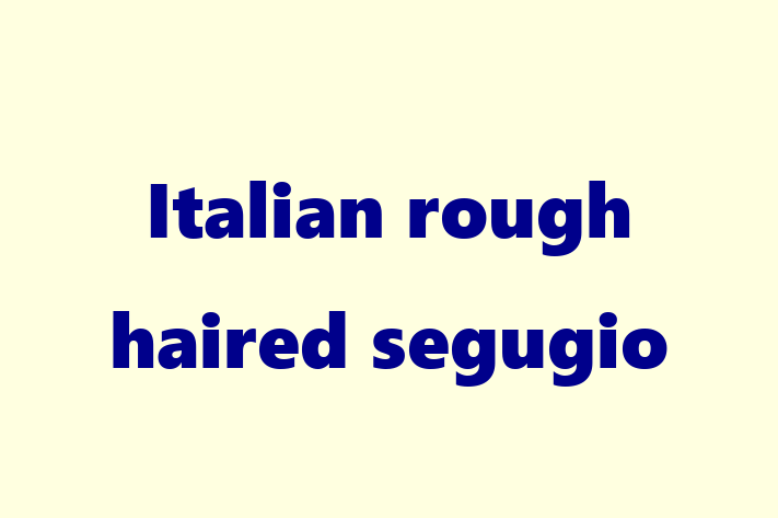 Adopt a Friendly Italian rough haired segugio Dog in Sheffield