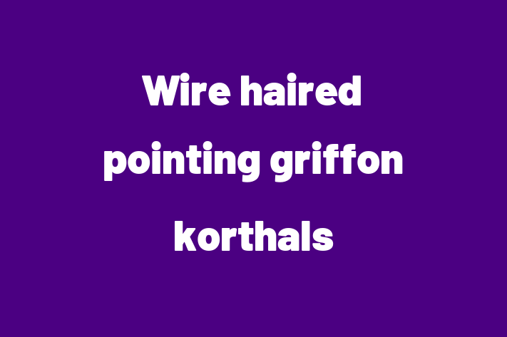 Adopt a Beautiful Wire haired pointing griffon korthals Dog in Chatham