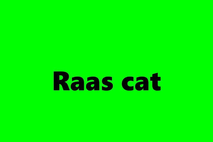 Adopt a Beautiful Raas cat Cat in City of Bath