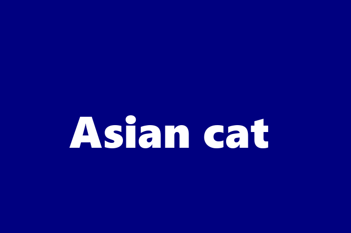 Asian cat Cat Ready for a Home in Waterlooville