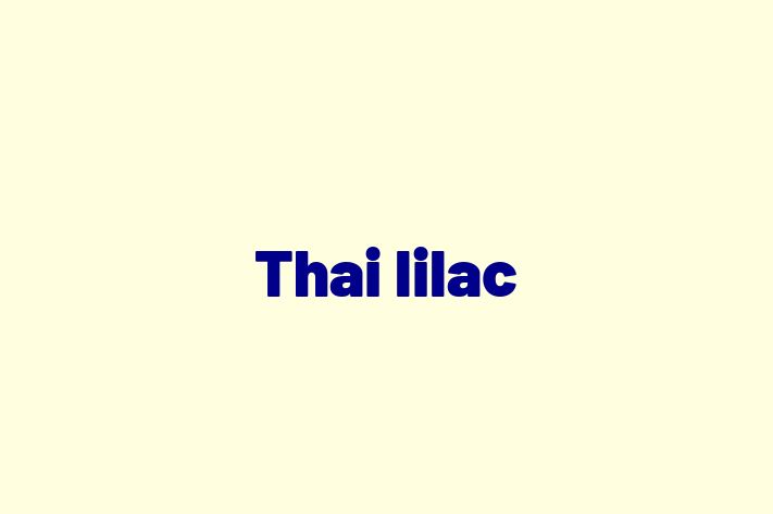 Thai lilac Cat for Sale in Belfast