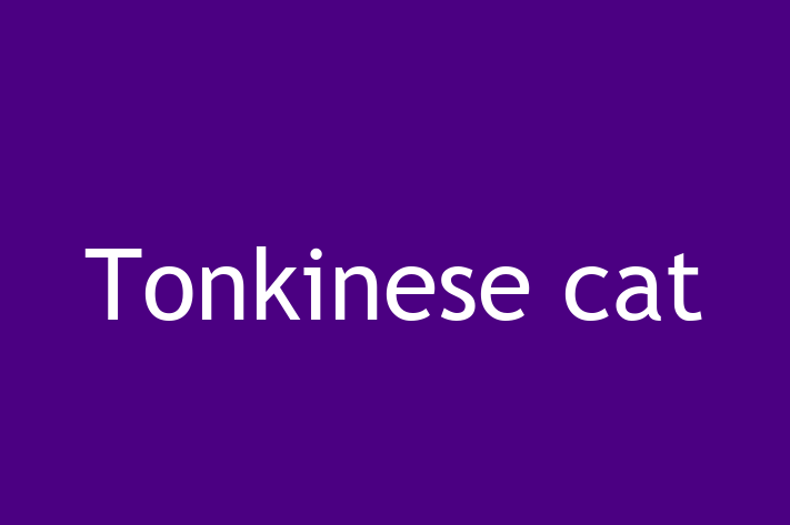 Find Your New Tonkinese cat Cat in Nuneaton