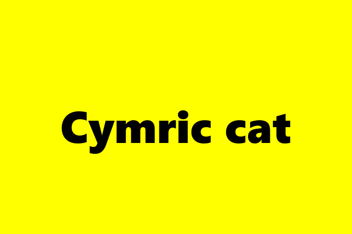 Cymric cat Cat in Dewsbury