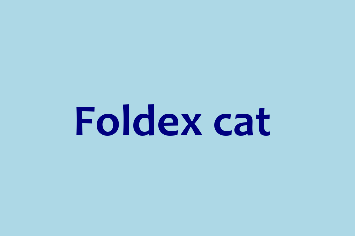 Meet Your New Foldex cat Cat in Walton upon Thames