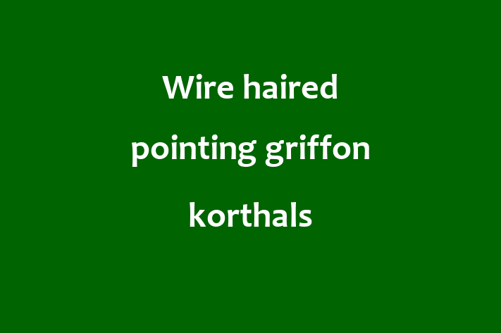 Dog Wire haired pointing griffon korthals for Sale in Caerphilly