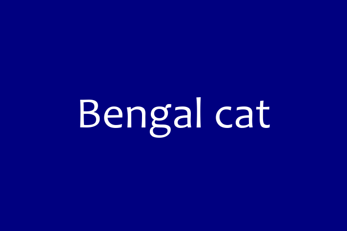 Bengal cat Cat Available Now in Hastings