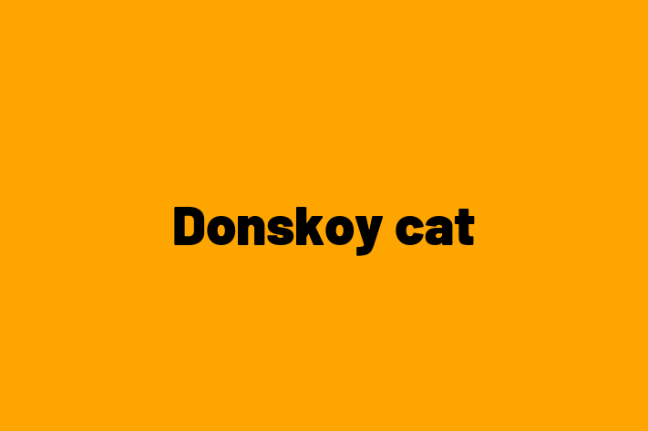 Adopt a Friendly Donskoy cat Cat in Ormskirk