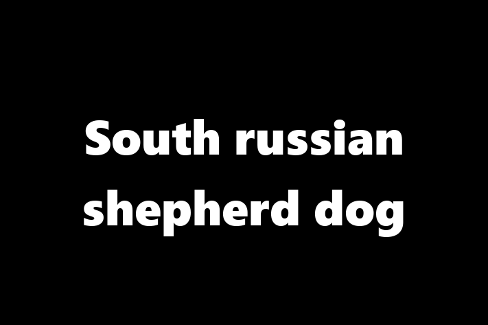 South russian shepherd dog Dog Ready for a Home in Morden