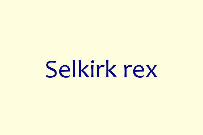 Cat Selkirk rex for Sale in Croydon