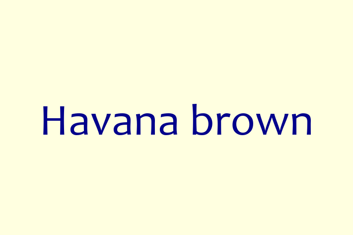 Havana brown Cat for Sale in Liverpool