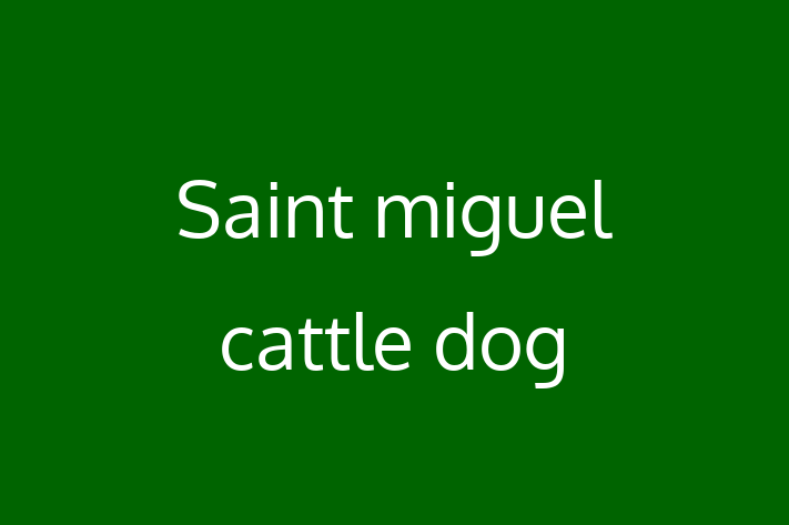 Adopt a Saint miguel cattle dog Dog in Blackpool